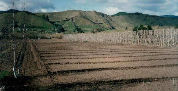 Greenhough Vineyard