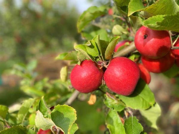 Heywood Orchard