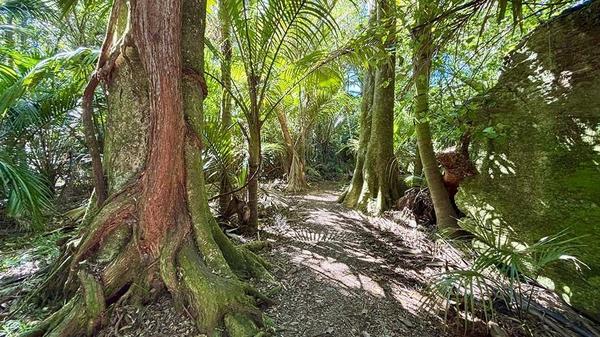 The Grove Scenic Reserve
