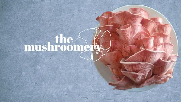 the mushroomery