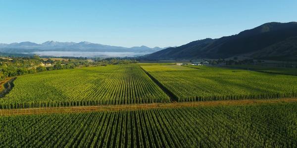 Wairua Hop Garden